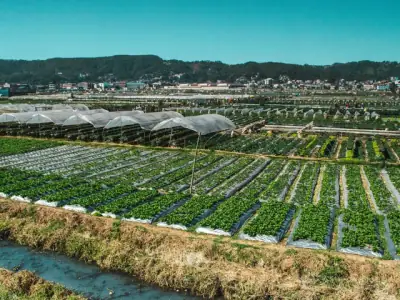 Expansive view of strawberry fields under blue skies in La Trinidad, Philippines.