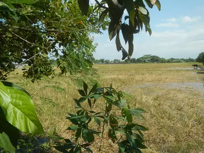 Rice fields, Plaridel