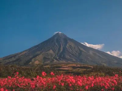 Breathtaking view of Mayon Volcano with vibrant flowers under a clear blue sky in Bicol, Philippines.