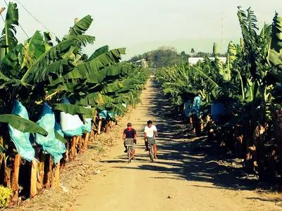 Banana plantation, Panabo