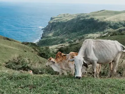 Peaceful cattle grazing on lush hills overlooking the ocean in Cagayan Valley, Philippines.