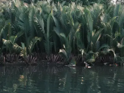Scenic palm grove reflecting in water at Iligan City, showcasing tropical nature.