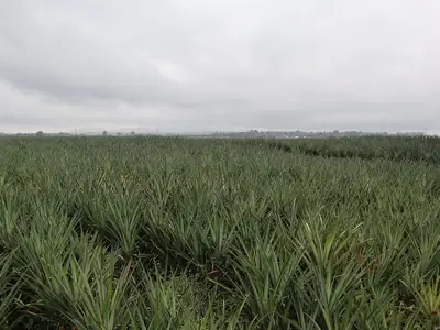Pineapple plantation, Polomolok